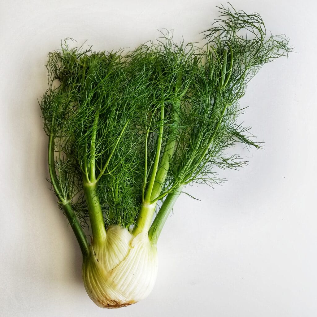 fennel photo on instagram user @mandyoliveco | instagram.com/mandyoliveco